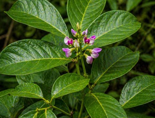 3 Best Natural Supplements for Sleep